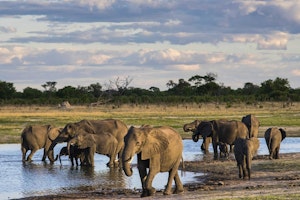 Essential Zimbabwe Safari image 1