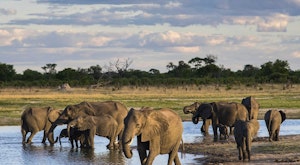 Essential Zimbabwe Safari