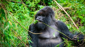 Gorilla Express Uganda