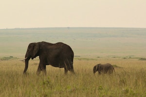 Kenya Elephant Safari image 1