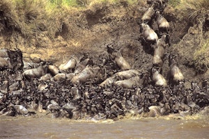 Kenya's Great Migration Safari image 1