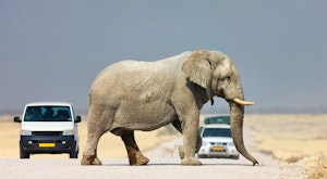 Open Road Self-Drive Namibia safari
