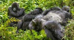 Rwanda - Primates, Nature & Landscapes