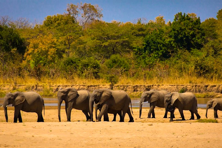 South Luangwa Walking Safari | Rainbow Tours