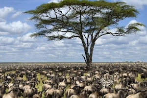 Tanzania Migration Safari image 1
