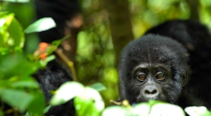 Uganda and Rwanda Gorillas, Chimps & Game