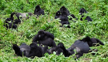 Uganda Gorillas, Kenya Game & Zanzibar Beach Combo image 1